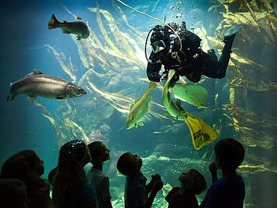 Taucher im Aquarium im Multimar Wattforum
