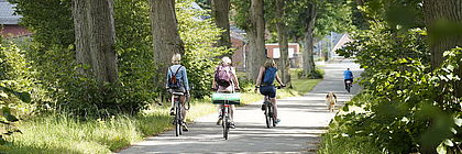 Drei Fahrradfahrerinnen fahren durch eine Baumallee.  - zum Artikel 'Glücksgefühle auf zwei Rädern – Schleswig-Holstein mit dem Fahrrad erkunden'