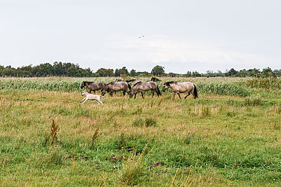 Eine Herde Wildpferde läuft durch die Geltinger Birk. Ein kleines Fohlen läuft im Vordergrund.