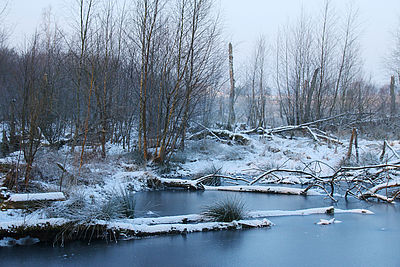 Eine Moorlandschaft im Winter, in der umgekippte Bäume mit Schnee bedeckt im Wasser liegen.