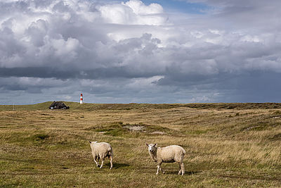 Schafe vor Leuchtturm