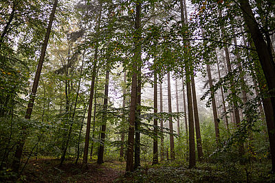 Ein Wald mit vielen Bäumen, die fast schon symmetrisch in die Höhe ragen.
