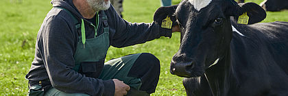 Ein Mann hockt neben einer liegenden Kuh. Er streichelt den Kopf der Kuh. - zum Artikel 'Die gute Milch – Muttergebundene Kälberaufzucht in Schleswig-Holstein'