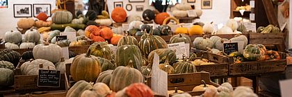 Zahlreiche Kürbisse in verschiedenen Farben, Formen und Größen sind in Holzkisten in einem Hofladen ausgestellt. - zum Artikel 'Kürbiszeit in Schleswig-Holstein: Herbstausflug zum Hof Adolf '