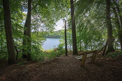 Eine Holzbank steht in einem Waldgebiet am See. Die Sonnenstrahlen scheinen durch die Blätter der Bäume.