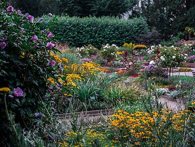 Ein farbenfroher Garten mit üppiger Blütenpracht in Schleswig-Holstein: Im Vordergrund blühen gelbe und lilafarbene Blumen, darunter Sonnenhut und Hibiskus. Im Hintergrund erstrecken sich Blumenbeete mit verschiedenfarbigen Sommerblumen, eingerahmt von Wegen, Bänken und dichter grüner Hecke.