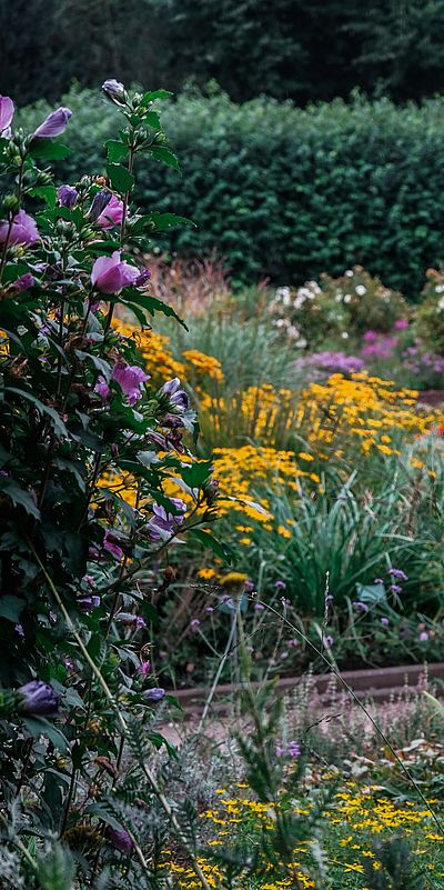 Ein farbenfroher Garten mit üppiger Blütenpracht in Schleswig-Holstein: Im Vordergrund blühen gelbe und lilafarbene Blumen, darunter Sonnenhut und Hibiskus. Im Hintergrund erstrecken sich Blumenbeete mit verschiedenfarbigen Sommerblumen, eingerahmt von Wegen, Bänken und dichter grüner Hecke.