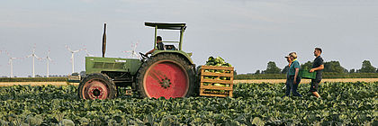 Traktor auf Gemüsefeld - zum Artikel 'Gemüsehof Hinrichs: Der Geschmack des Nordens ist hier Familiensache'