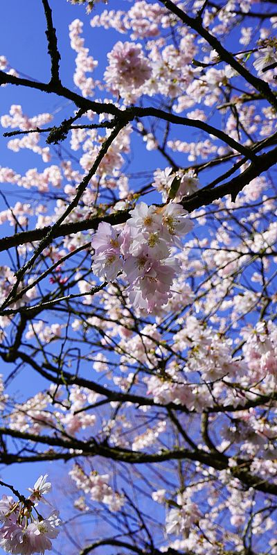 Detailaufnahme einer Kirschblüte