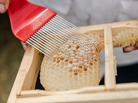 Apiary and workshop in Ahrensburg