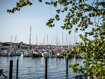 Blick durch Bäume auf Bootsanleger im Flensburger Hafen