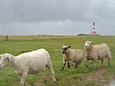 Schafe vor dem Leuchtturm Westerheversand in Nordfriesland