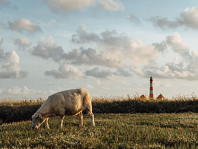 Ein Schaf auf einem Deich vor dem Westerhever Leuchtturm 