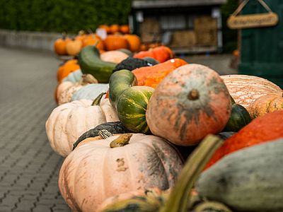 Zahlreiche Kürbisse in unterschiedlichen Farben, Formen und Größen liegen dicht nebeneinander auf dem Hof Adolf.