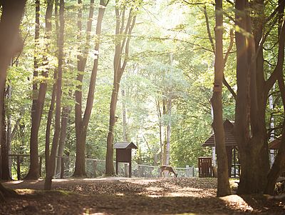 Sonnendurchfluteter Laubwald mit hohen Bäumen und einem naturbelassenen Waldboden. Zwischen den Stämmen stehen kleine Holzhütten und Informationstafeln. Im Hintergrund bewegt sich ein Reh durch das eingezäunte Gelände.