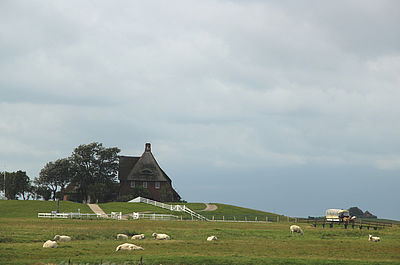 Ein Haus auf Hallig Hooge hinter einer Wiese mit Schafen und Pferdekutsche
