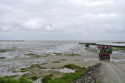 Zwei Kutschen fahren durch das Wattenmeer bei Nordstrand.