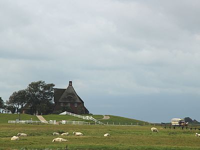 Ein Haus auf einer Hallig hinter einer Wiese mit Schafen 
