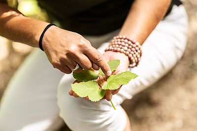 Eine Person hält mehrere grüne Blätter in der Hand und zeigt mit dem Finger auf eines der Blätter.