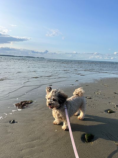 Hund mit Leine im Wind am Strand 