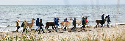 An einem Strand gehen Menschen mit Lamas am Führstrick spazieren. - zum Artikel 'Sechs Gründe, warum eine Lama-Wanderung so bereichernd ist'