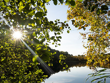 Blick durch Blätter im Wald am See