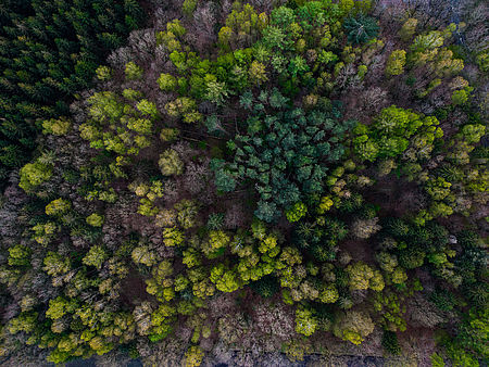 Luftaufnahme Wald