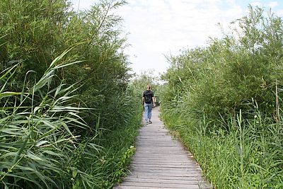 Eine Wanderin mit Rucksack geht über einen schmalen Holzbohlenweg durch die dichte, grüne Vegetation des Brenner Moors.