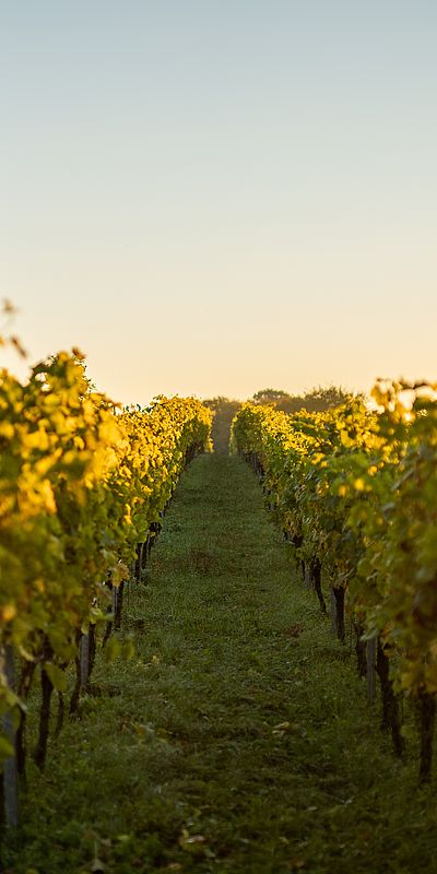 Grüne Weinreben erstrecken sich in langen Reihen durch einen Weinberg. Die tief stehende Sonne taucht die Reben und die Landschaft in warmes, goldenes Licht.