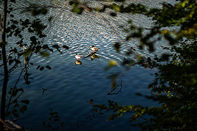 Zwei Enten sitzen auf einem Ast, der aus dem Wasser ragt.