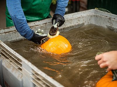Eine Person reinigt einen orangefarbenen Kürbis mit einer Bürste in einem großen Wasserbecken.